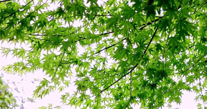 Lush green maple leaves in Qi Garden create a serene, vibrant atmosphere with sunlit veins.
