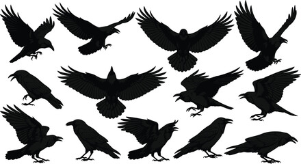 Black silhouette set of ravens and crows in various flying and perched poses isolated on white background for vector design. © Sabbir's World