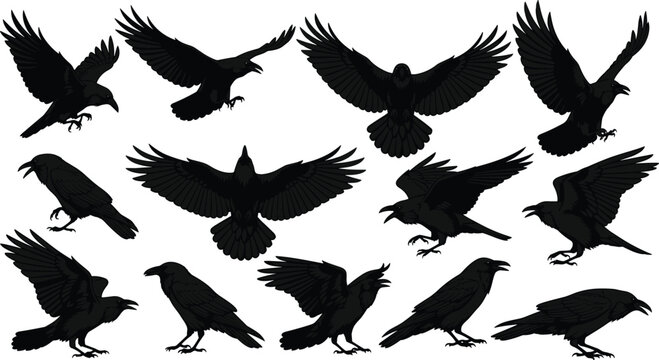 Black silhouette set of ravens and crows in various flying and perched poses isolated on white background for vector design.