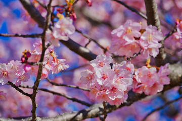 Obraz premium 河津桜：青空に映える鮮やかなピンクの玉ボケ／Bright pink Kawazu cherry blossoms in Iwaki, Fukushima Prefecture: Blue sky and beautiful bokeh