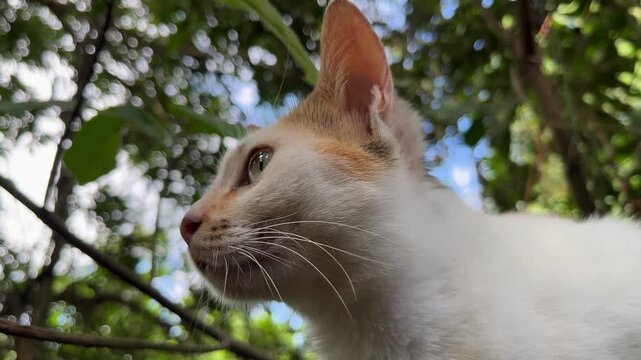 Close-up portrait of calico tricolor cat looking up in tropical garden with green foliage background