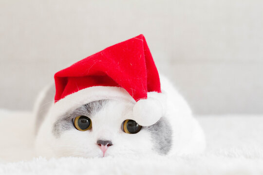 Close-up Portrait of a british shorthair cat lying on rug wearing a christmas santa hat