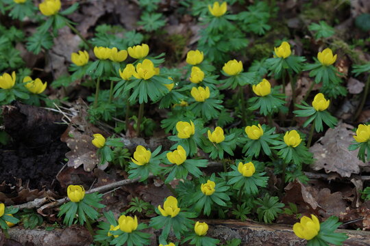 Winter aconites in the forest