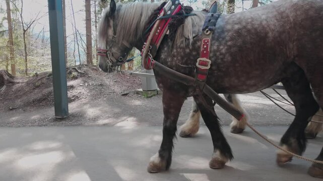 horses pulling a wagon