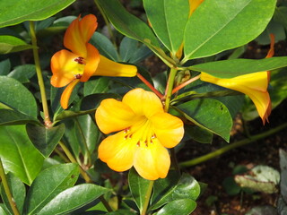 Fototapeta premium Bright yellow orange flower blooming among glossy green leaves
