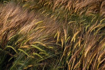 Obraz premium Fields of grain at sunset