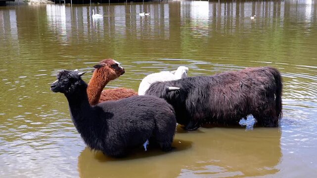 Alpacas of different colors find respite in a pond on a hot day. This charming scene captures their peaceful nature and the serene environment.