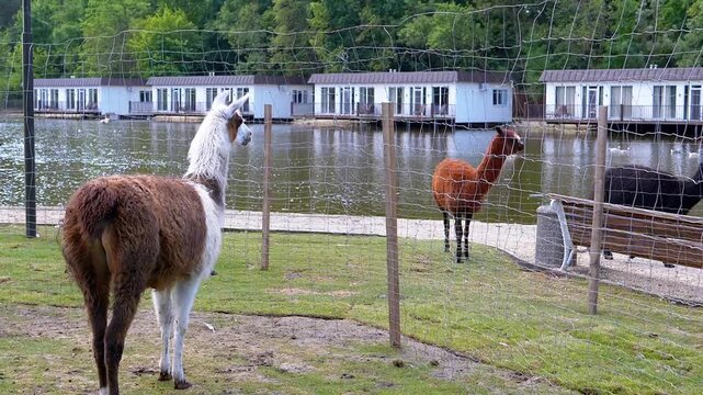 Two llamas and an alpaca stand by a tranquil lake, observing the serene water and distant houses. The peaceful atmosphere creates a captivating scene of nature and wildlife.