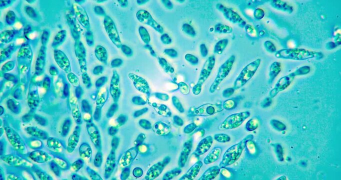 Rotating View of Yeast Cells at 400x Zoom for Microbiological Research in Fermentation Tech and Synthetic Biology with Potential for Sustainable Food Production and Genetic Cloning Studies