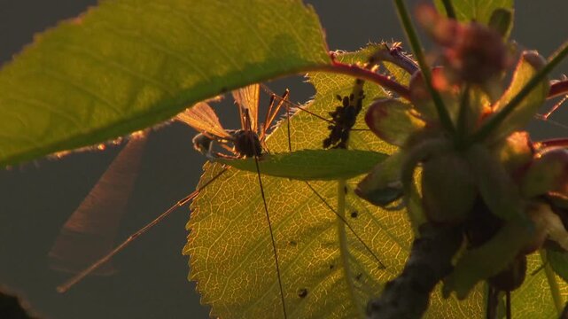 crane fly and aphids on young leaves and buds in soft evening light (close up)