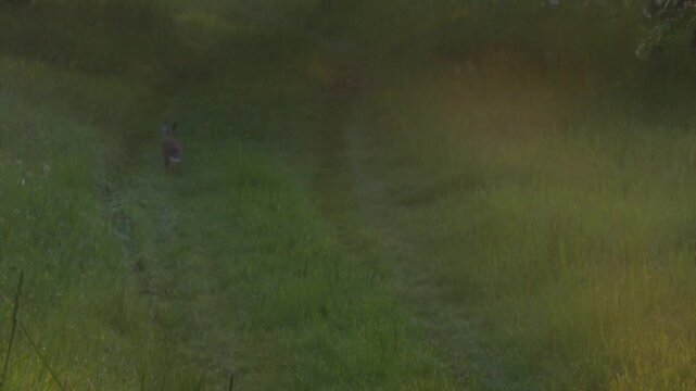 Wild hare running and jumping along path under blooming fruit trees in soft spring morning light