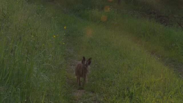 Alert hare on grassy path in soft morning light sensing danger before running away