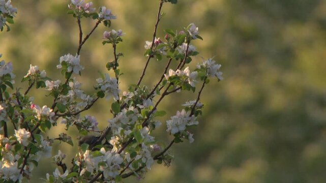 blue tits among flowering orchard branches