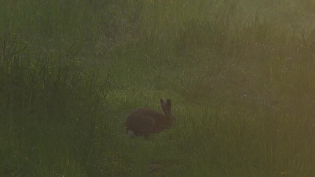 hare and bird in fresh morning dew meadow