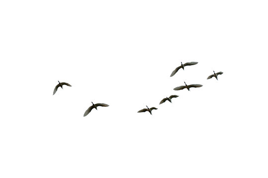 black silhouette flock of birds backlit  Isolate on transparent background PNG file