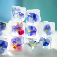 Fototapeten Stiefmütterchen Transparent ice cubes holding pansy blooms, frozen elegance, refreshing visual delight, floral sophistication. Close up. Blue background.  © annapustynnikova