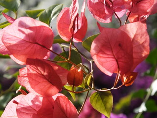 Detailed close up of pink bougainvillea petals in sunlight