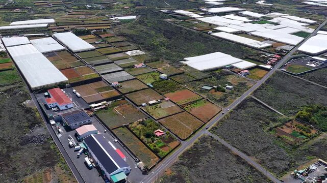 Pineapple Fields El Hierro Spain's Tropical Production Hub Canary Islands