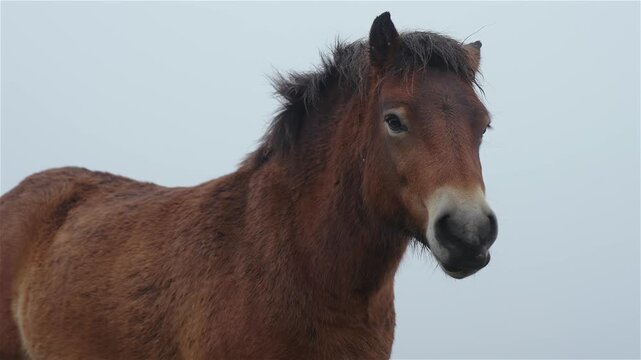 Exmoor pony (Equus ferus caballus) grazes on grass on a natural pasture close to the camera. The wild horse feeds calmly in open countryside. Outdoor rural wildlife setting.