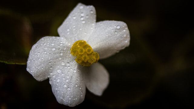 florecita rockera blanca