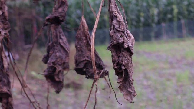A video showcasing withered plants in a serene outdoor setting with a fence and trees in the background
