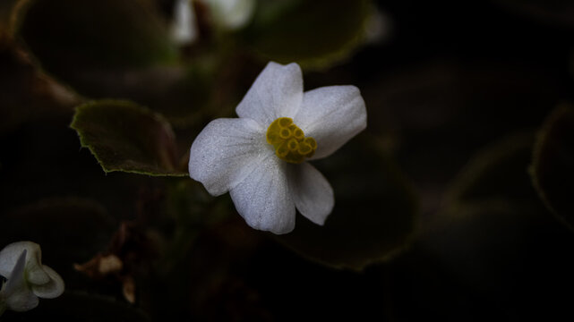 florecita rockera blanca
