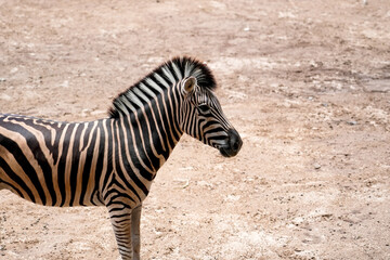 Fototapeta premium Zebra stands alertly on dry, light brown ground under bright daytime sun. Unique black and white stripes cover its body, with its head slightly turned to the right