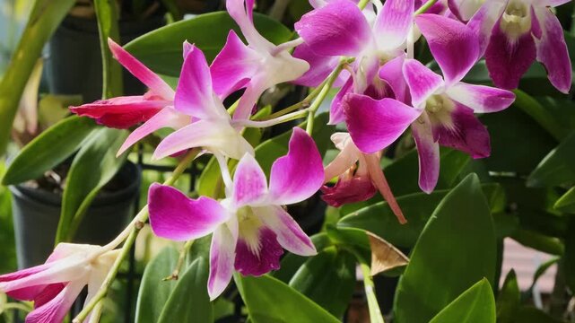 Pink and white Dendrobium orchids flower growing in tropical garden on Phuket, Thailand. Close up. Blossoming flowers. Nature background. Close up