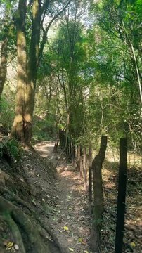 POV Peaceful Forest Path with Sunlight and Green Trees Morning hike