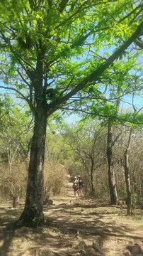  Two People Walking on a Sunny Forest Path Morning hike