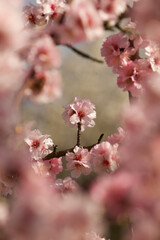 Obraz premium Pink almond blossom