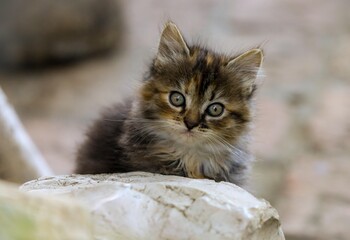 Cat Domestic Cat © 智勤 何
