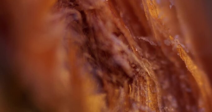 Extreme Close up of Conifer Tree Bud under Microscope showing Cellular Detail for Botanical Research and Plant Morphology Studies focusing on Seasonal Growth and Reproductive Tissue Analysis Footage