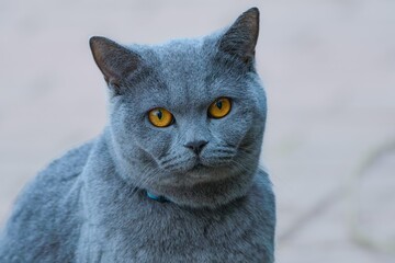 british shorthair cat © 智勤 何