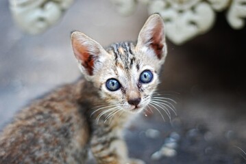 Cat Kitten © 智勤 何