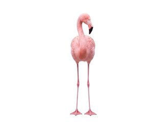 Pink flamingo standing, front view, isolated on transparent background (PNG) © Trixy
