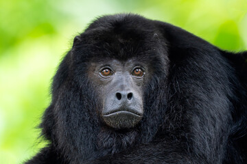 Obraz premium Black Howler Monkey - Alouatta caraya, beautiful long tailed black primate from South American tropical forests, Brazil.