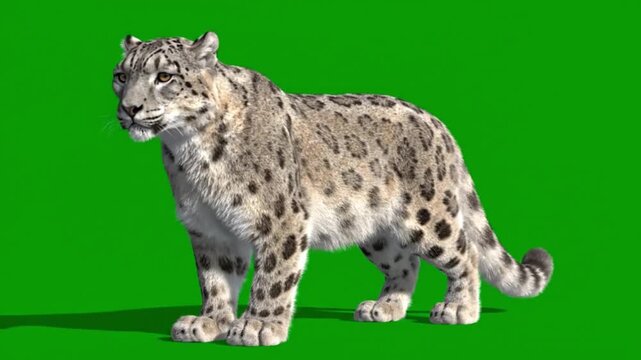 A snow leopard standing on a green background with its body facing left and tail curled behind.