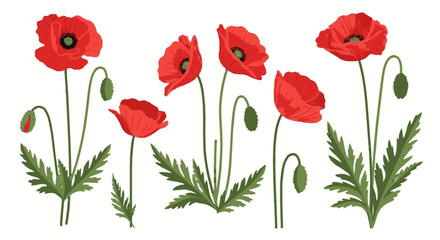 Obraz premium Red poppy flower set botanical illustration isolated on white