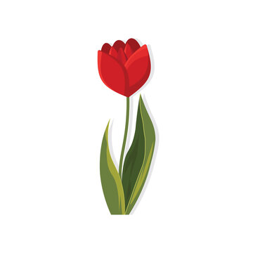 Red  tulip  with cocoon isolated on white background. Vector illustration.