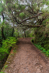 Fototapeta premium Levada do Riso hiking trail in Madeira