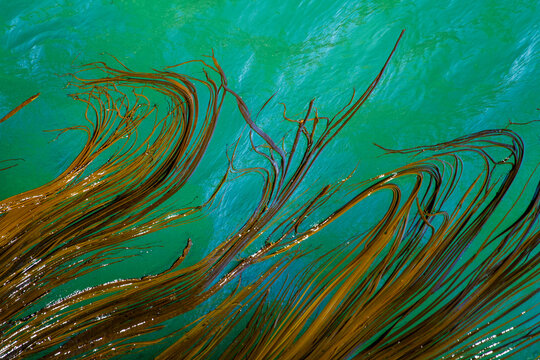 Swirling Bull Kelp, rimurapa, in turquoise ocean water