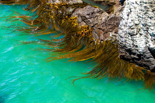 Swirling Bull Kelp, rimurapa, in turquoise ocean water