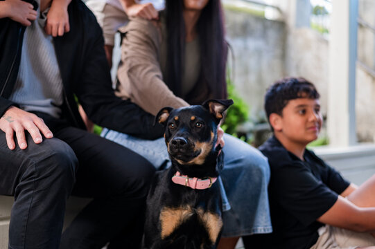 Maori woman petting kelpie dog with teenage boy sitting beside her