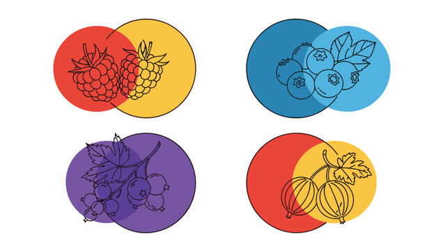 Minimalist collection of hand drawn berries including raspberries blueberries and currants inside colorful overlapping circles.