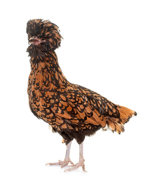 Padovana chicken in studio