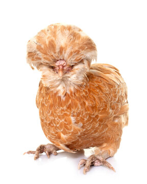 Padovana chicken in studio