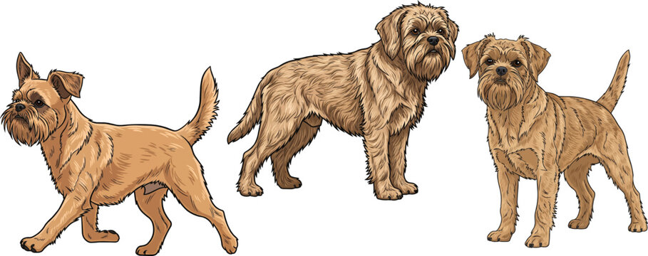 Griffon Fauve de Bretagne dog standing alert walking forward pose set