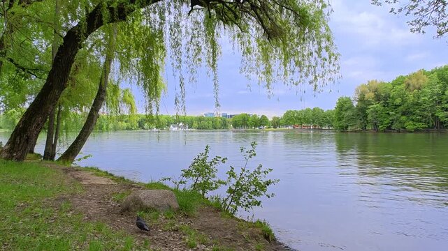 Alders and willows grow on the grassy shores of the lake, and a boulder lies. On the far shore there is a park with trees and attractions, and behind it the buildings. There are ripples on the water