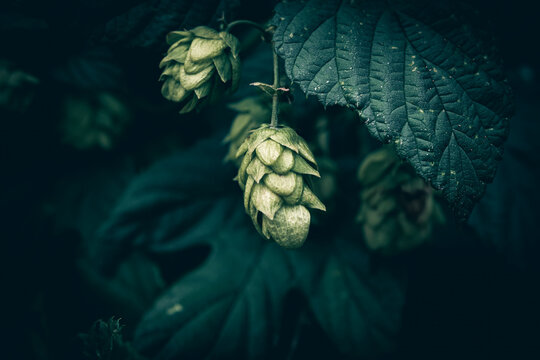 A close up of green Hop flowers